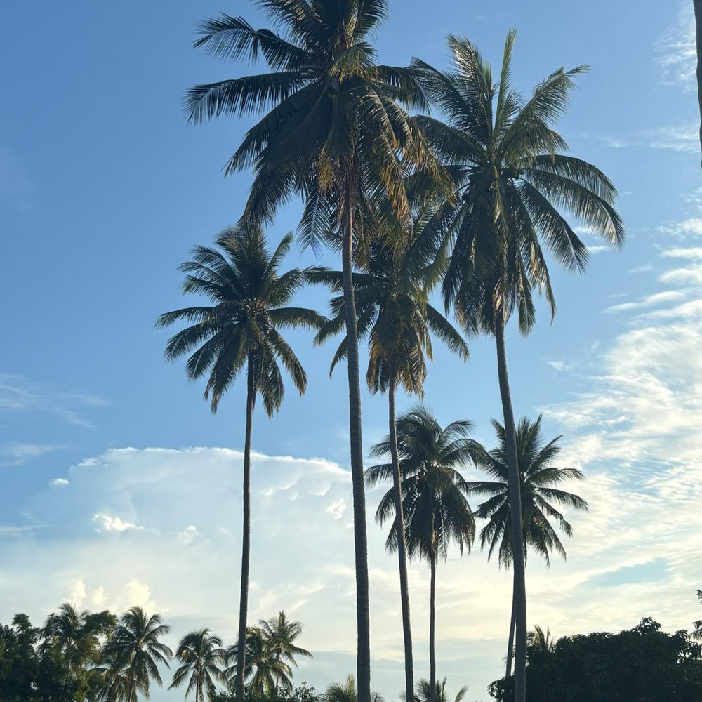 Coconut palms against a blue sky after a rain shower, Green Heaven Bungalows, Ang Thong, Koh Samui